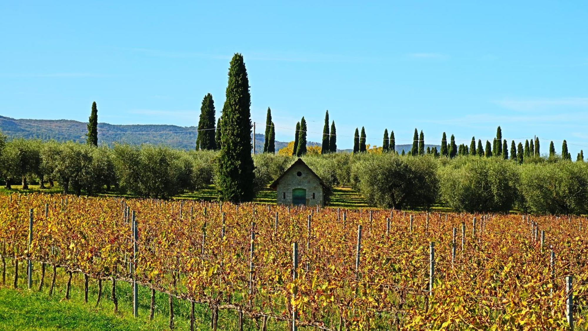 Agriturismo La Sovana Sarteano Eksteriør billede